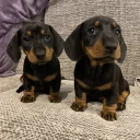 Dachshund (Miniature Smooth Haired)