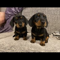 Dachshund (Miniature Smooth Haired)