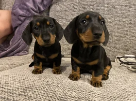 Dachshund (Miniature Smooth Haired)
