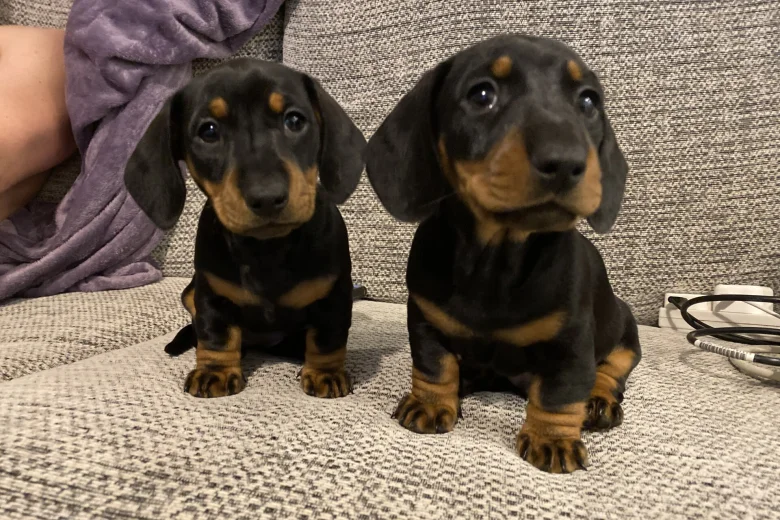 Dachshund (Miniature Smooth Haired)