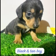 Dachshund (Miniature Smooth Haired)