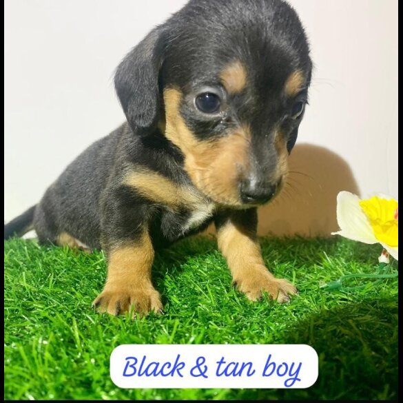 Dachshund (Miniature Smooth Haired)