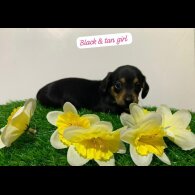 Dachshund (Miniature Smooth Haired)