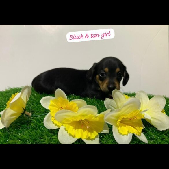 Dachshund (Miniature Smooth Haired)