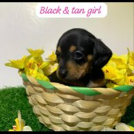 Dachshund (Miniature Smooth Haired)