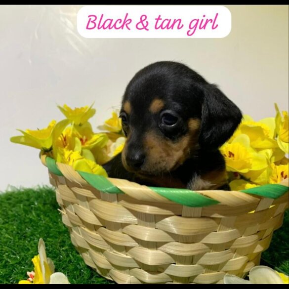 Dachshund (Miniature Smooth Haired)