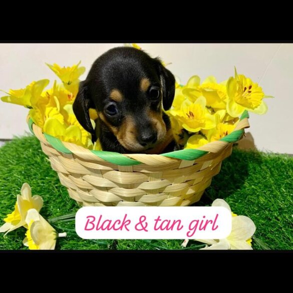 Dachshund (Miniature Smooth Haired)