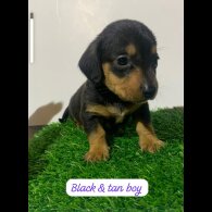 Dachshund (Miniature Smooth Haired)