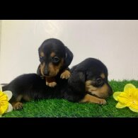 Dachshund (Miniature Smooth Haired)