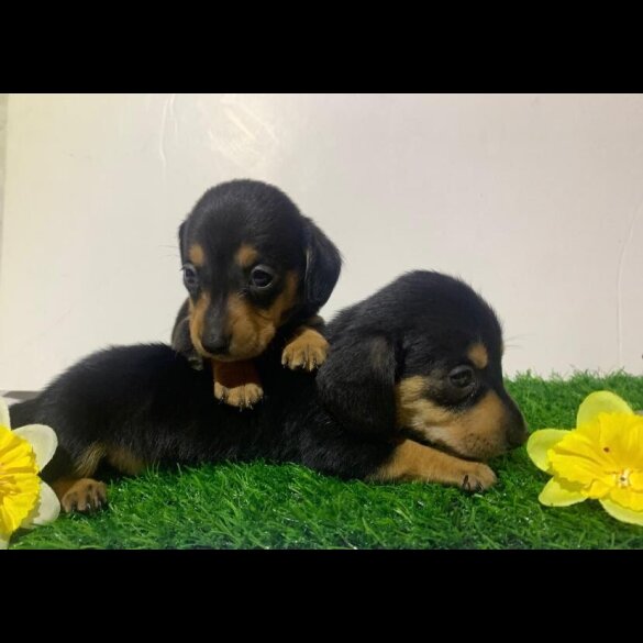 Dachshund (Miniature Smooth Haired)