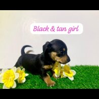 Dachshund (Miniature Smooth Haired)