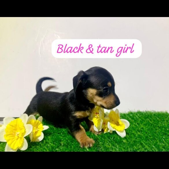 Dachshund (Miniature Smooth Haired)