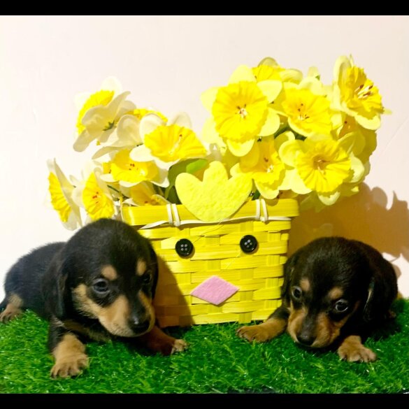 Dachshund (Miniature Smooth Haired)