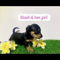 Dachshund (Miniature Smooth Haired)