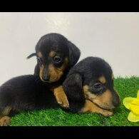 Dachshund (Miniature Smooth Haired)