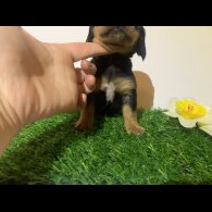 Dachshund (Miniature Smooth Haired)