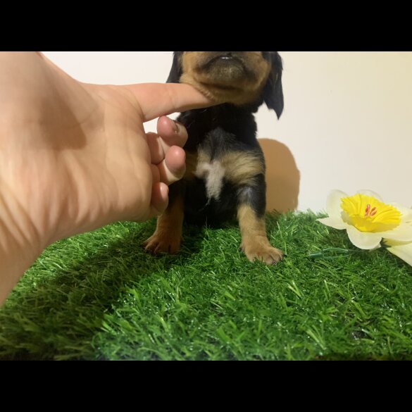 Dachshund (Miniature Smooth Haired)