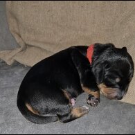 Dachshund (Smooth Haired)