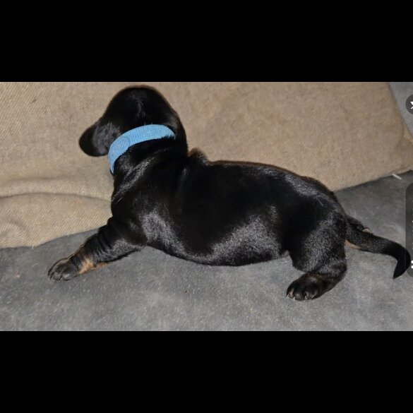 Dachshund (Smooth Haired)