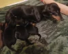 Dachshund (Smooth Haired)