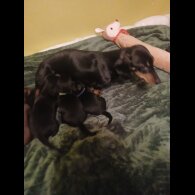 Dachshund (Smooth Haired)