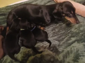 Dachshund (Smooth Haired)