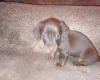 Dachshund (Smooth Haired)