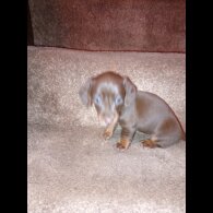 Dachshund (Smooth Haired)