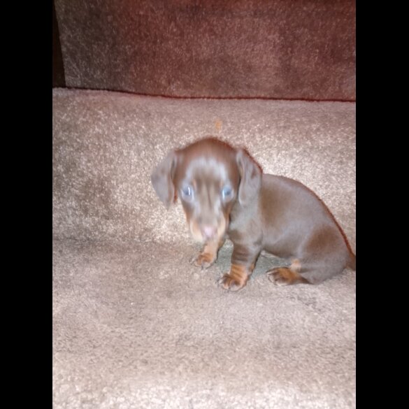 Dachshund (Smooth Haired)