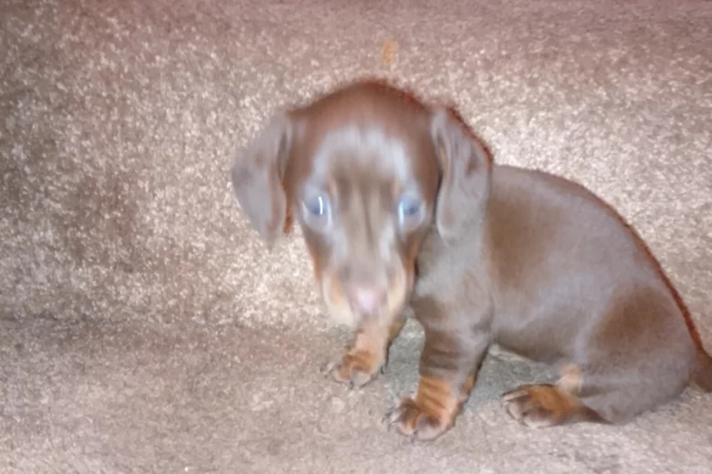 Dachshund (Smooth Haired)