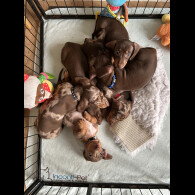 Dachshund (Smooth Haired)