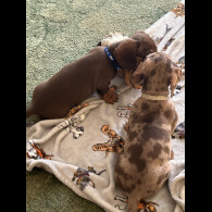 Dachshund (Smooth Haired)