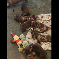 Dachshund (Smooth Haired)