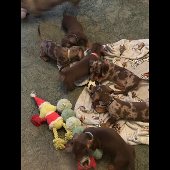 Dachshund (Smooth Haired)