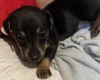 Dachshund (Smooth Haired)