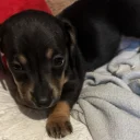 Dachshund (Smooth Haired)