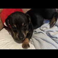 Dachshund (Smooth Haired)