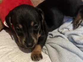 Dachshund (Smooth Haired)