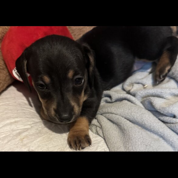 Dachshund (Smooth Haired)