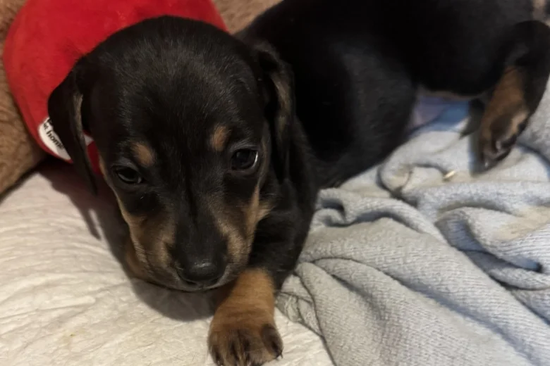 Dachshund (Smooth Haired)