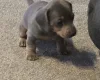 Dachshund (Smooth Haired)