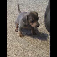 Dachshund (Smooth Haired)