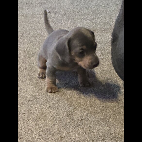 Dachshund (Smooth Haired)