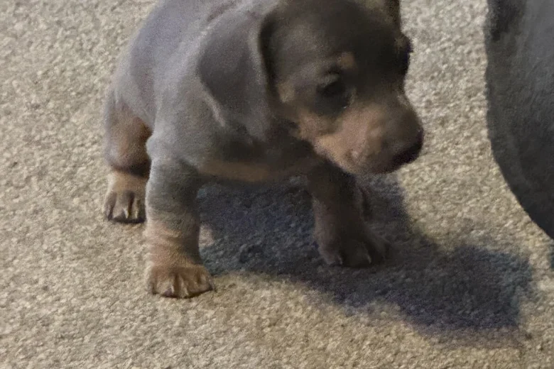 Dachshund (Smooth Haired)