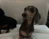 Dachshund (Smooth Haired)