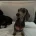 Dachshund (Smooth Haired)