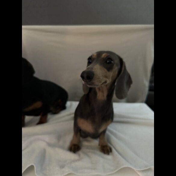 Dachshund (Smooth Haired)