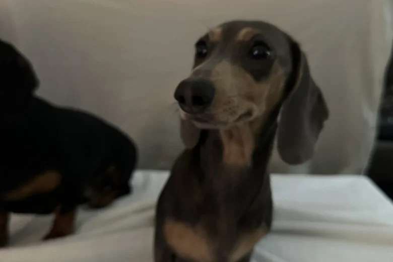 Dachshund (Smooth Haired)