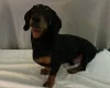 Dachshund (Smooth Haired)