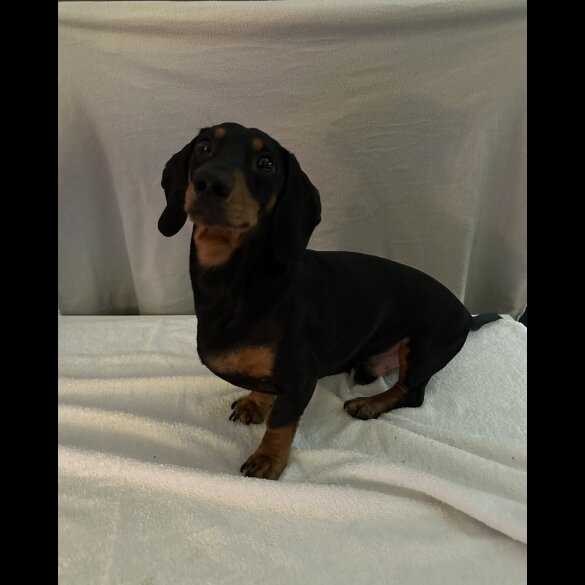 Dachshund (Smooth Haired)